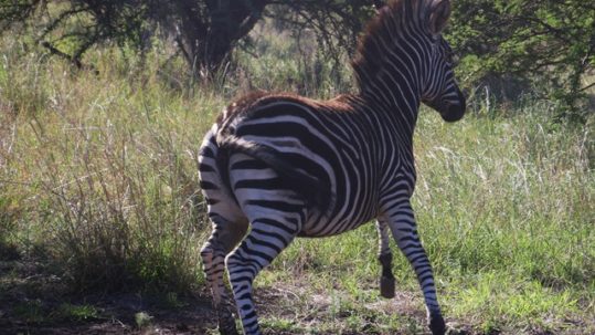 fight-flight-trauma-counselling-sydney